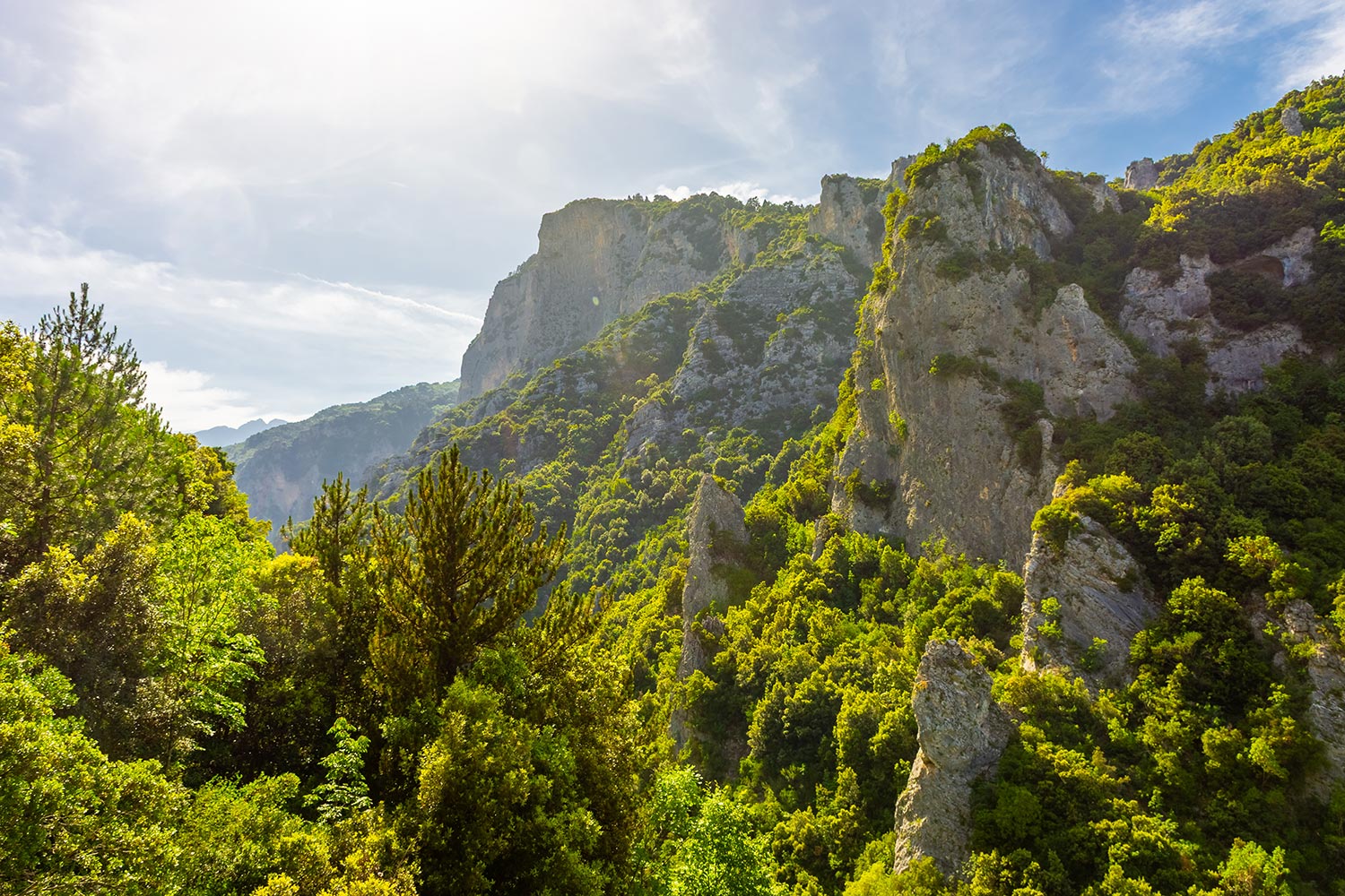 Forest-of-the-Mount-Olympus